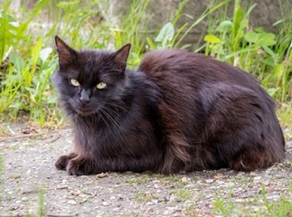 chat tiffany